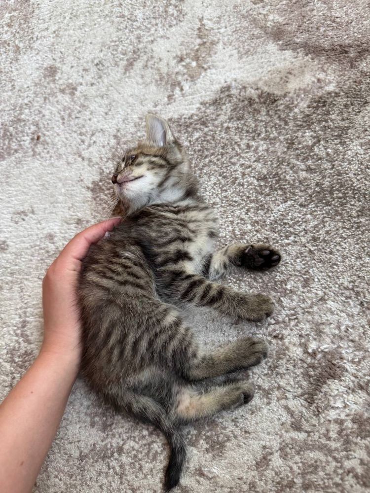 Віддам безкоштовно кошенят