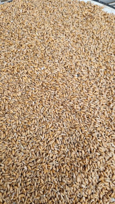 Pszenżyto ozime TRIBUTO