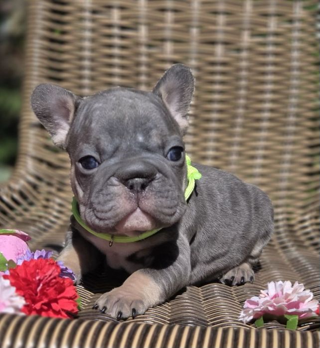 Мини биг роп и стандарт цветные бултдожки