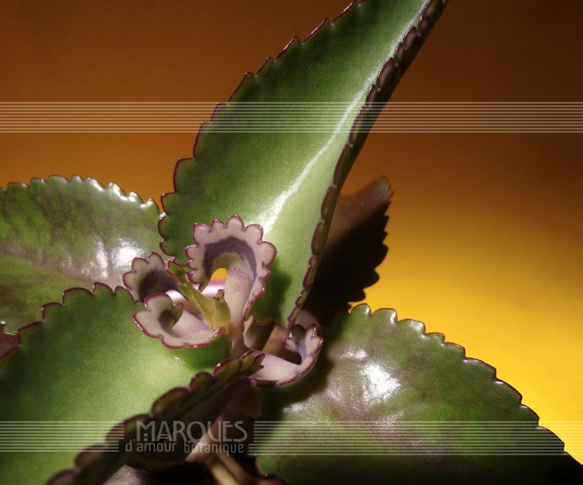 Aranto Verdadeiro Kalanchoe Daigremontiana Bryophyllum daigremontianum