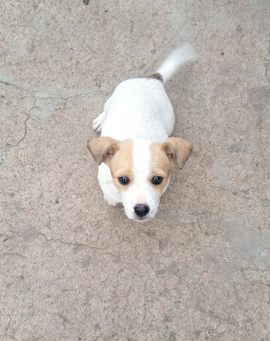 Віддам собак у гарні руки