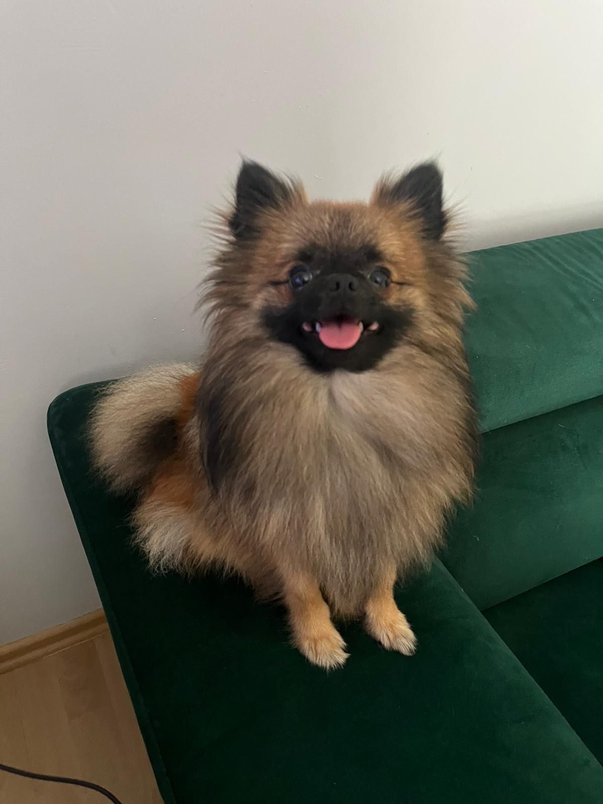 Pomeranian Tobi szuka koleżanki