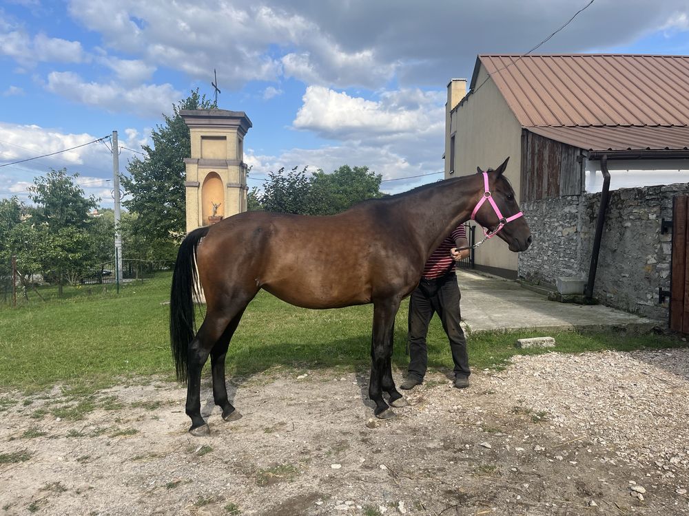 Klacz SP Cena podlega negocjacji