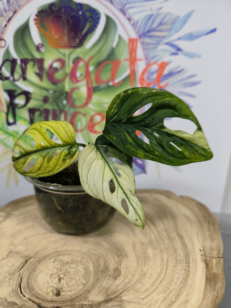 Monstera adansonii variegata aurea monkey mask kolekcjonerska
