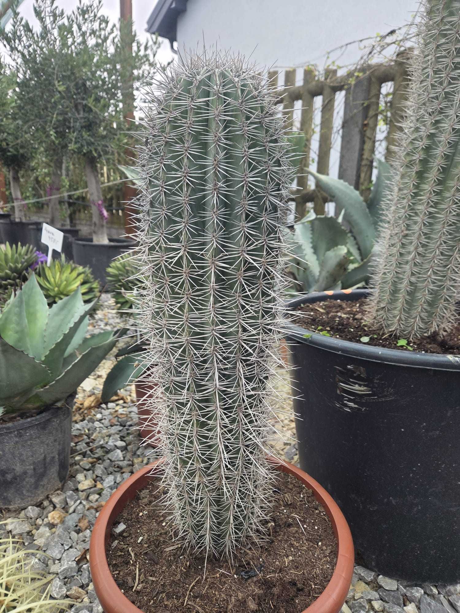 Kaktusy Pachycereus pringlei – okazy 85-170 cm