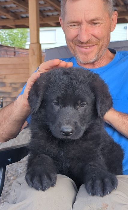 Чорне щєня німецької вівчарки