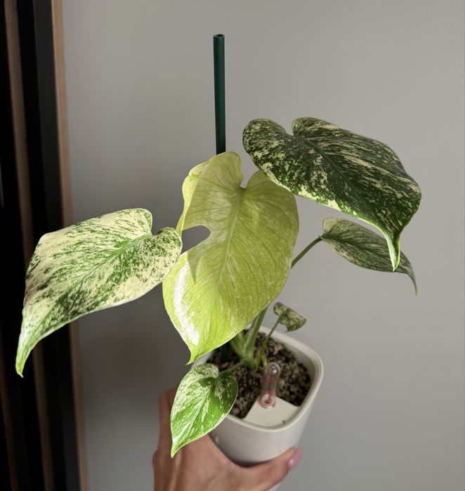 Monstera mint z maluszkiem