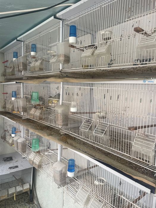 9 Viveiros New canariz