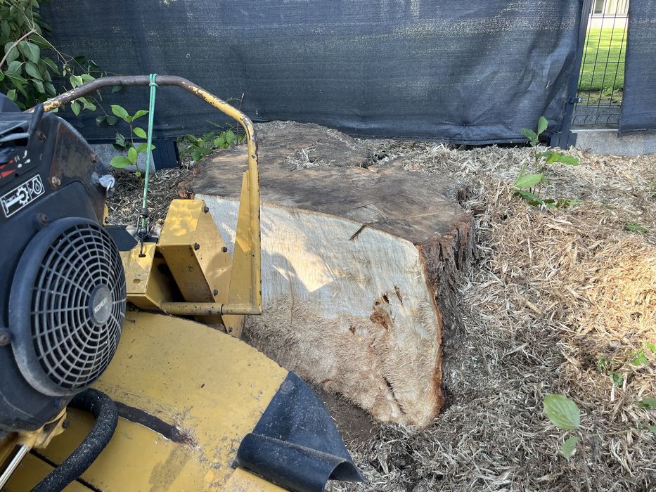 Frezarka usuwanie pni karp frezowanie karczowanie rebak do galezi