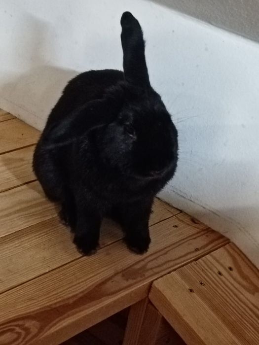 Śliczny królik (niecale 4 lata)