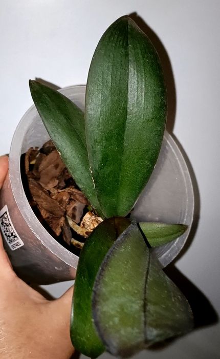 Предлагаю домашнюю детку Орхидеи