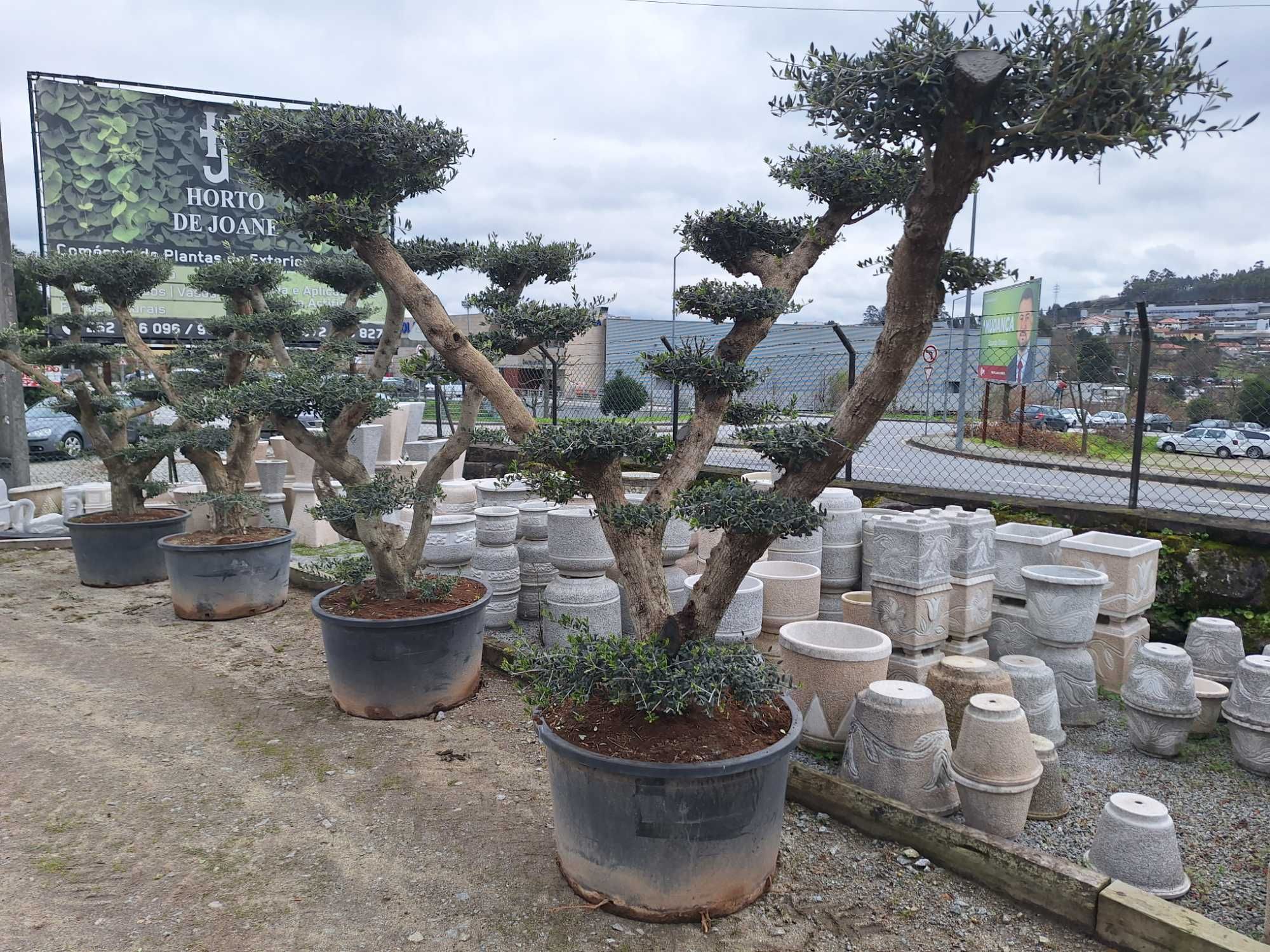 Oliveiras bonsai