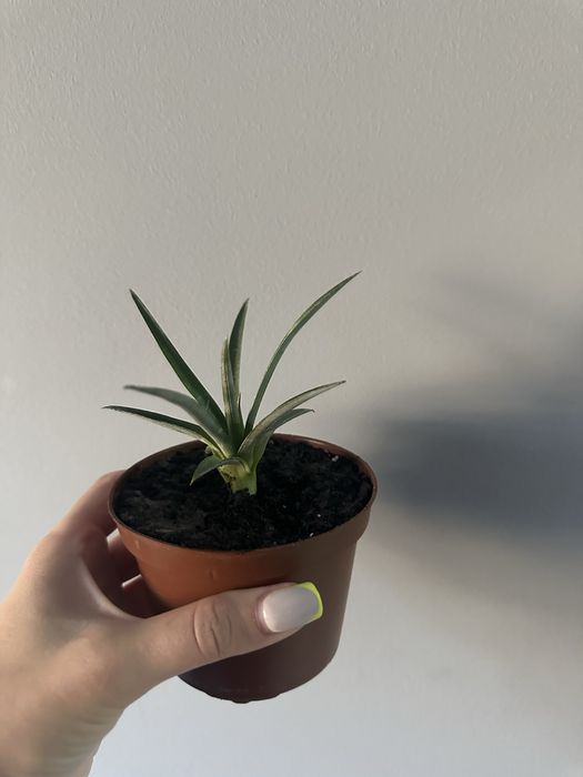 Детки комнатного декоративного ананаса