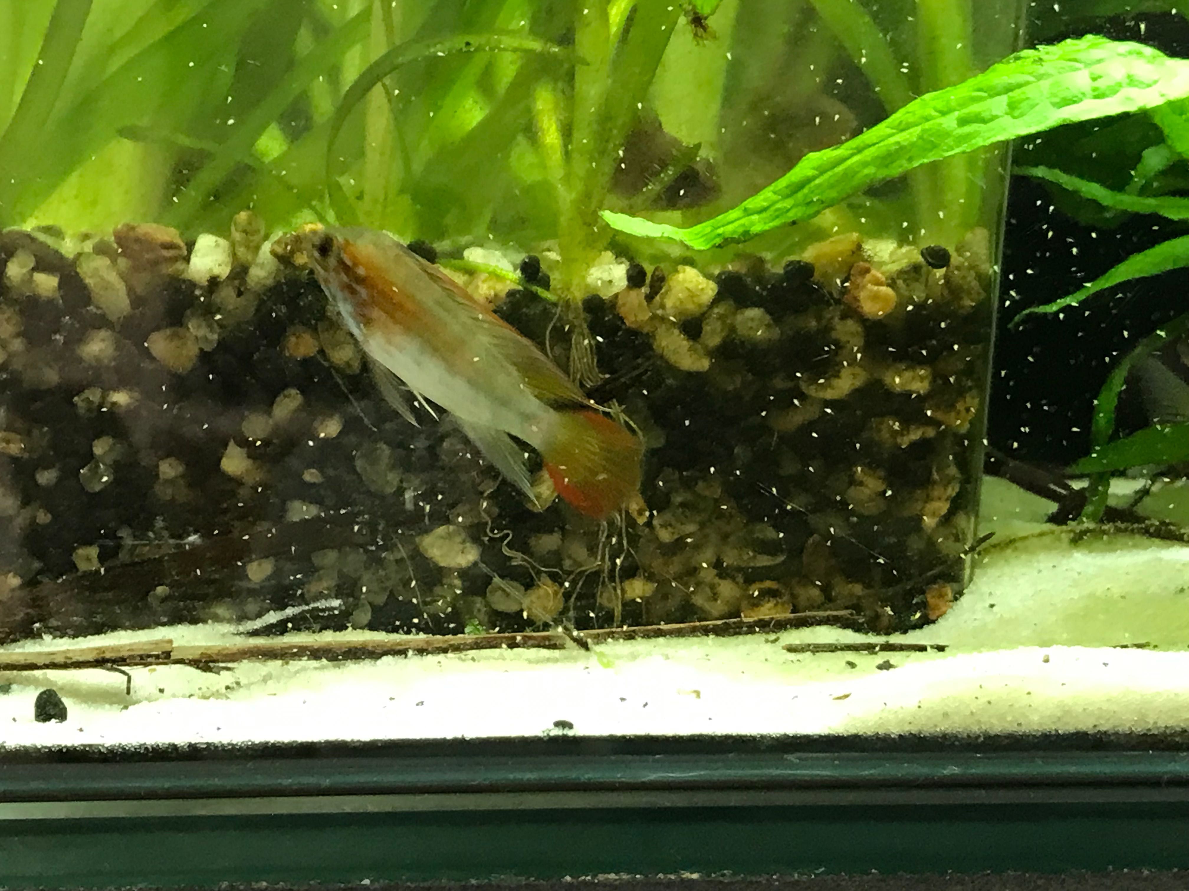 Apistogramma Macmasteri