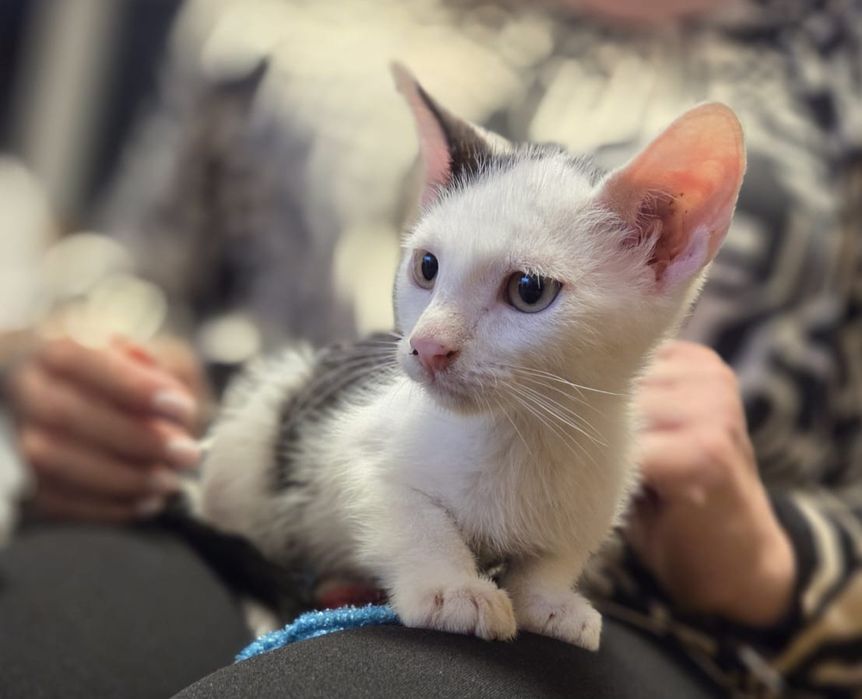 Oddam kocurka za darmo