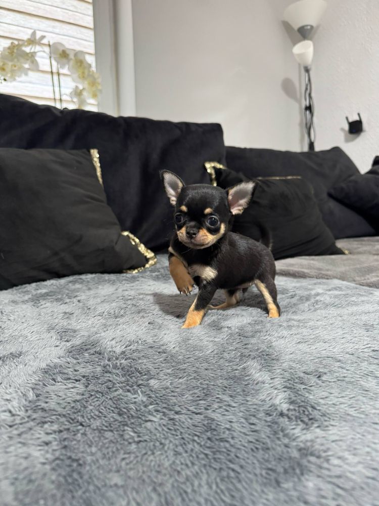 Chihuahua sunia