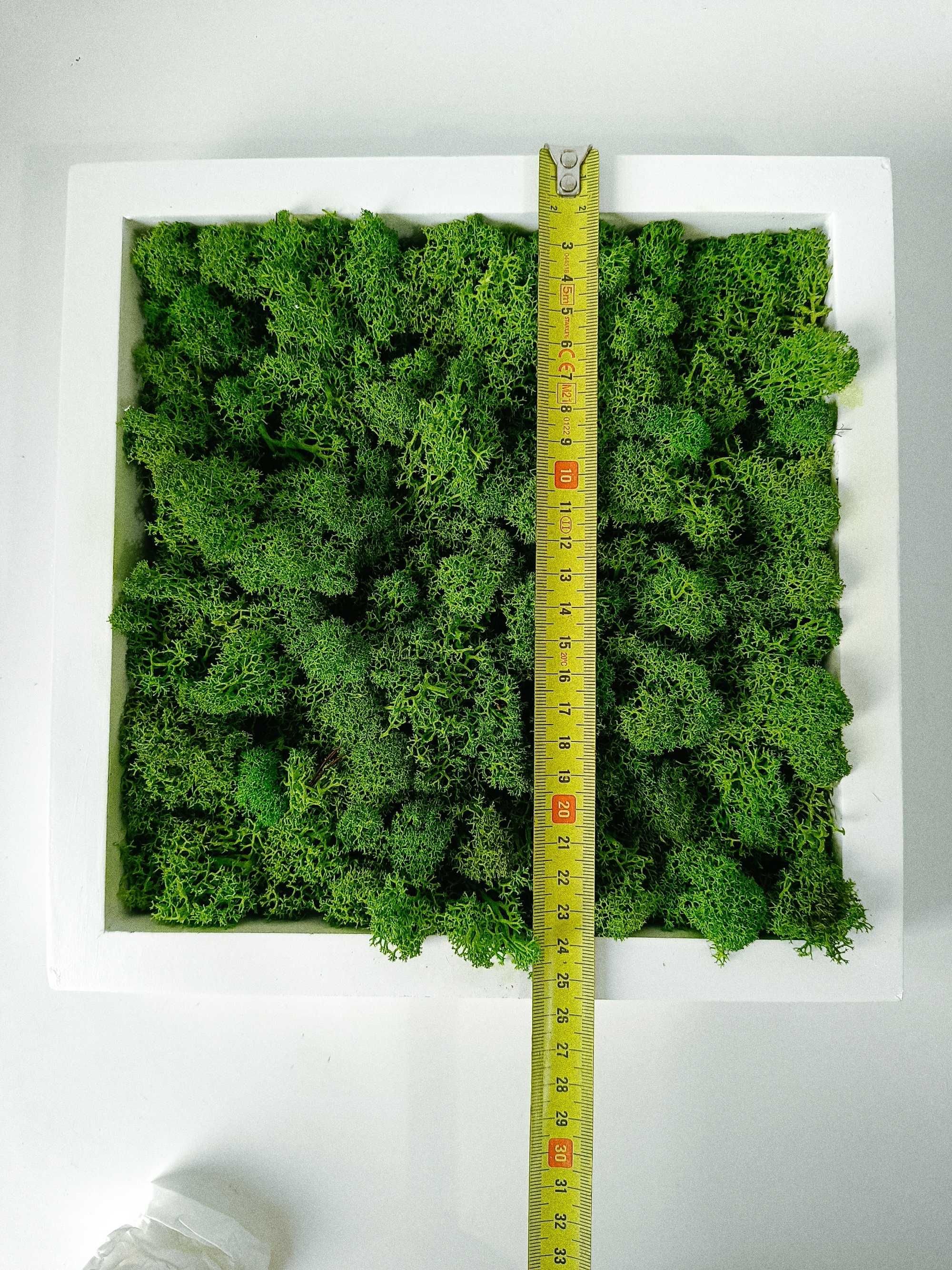 Obraz mech chrobotek 25,5x25,5 Apple green