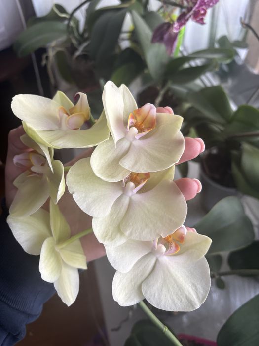 Жовта орхідея домашня зараз квітне