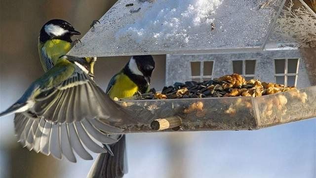 Суміш зернят для диких птахів