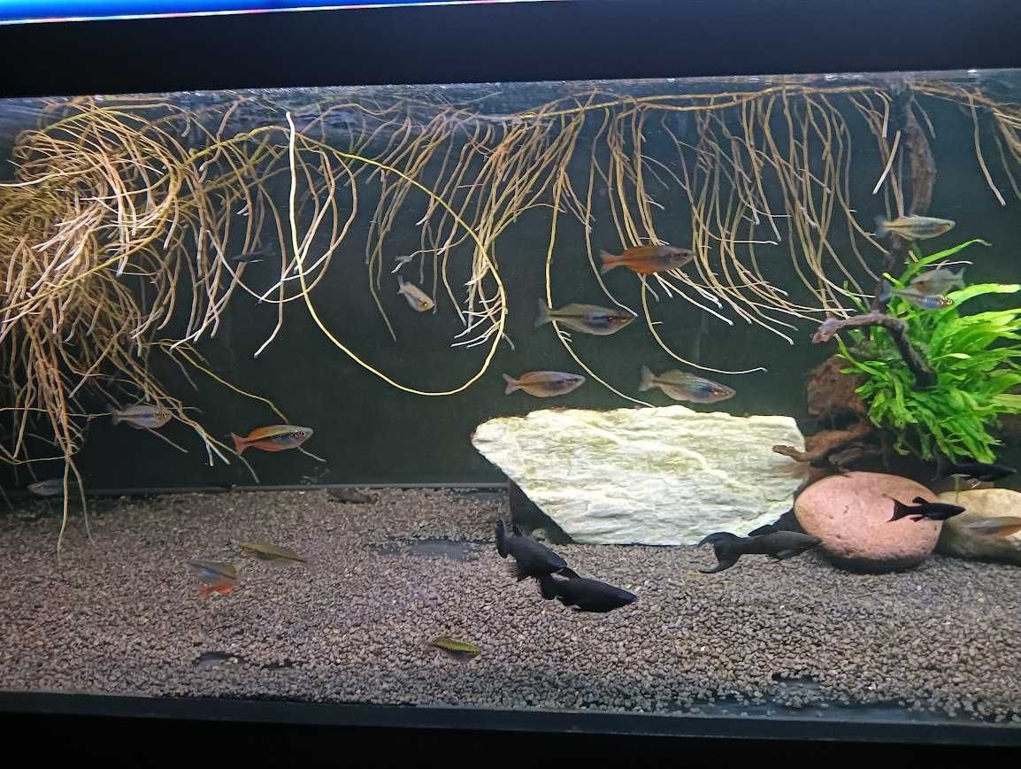 Molinezja Black Molly cena za jedną parę.