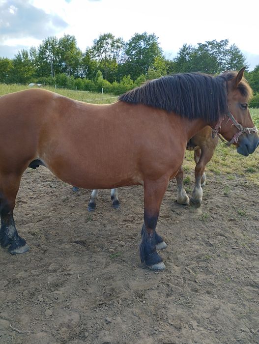 Klacz sztumska 81 pkt programowa