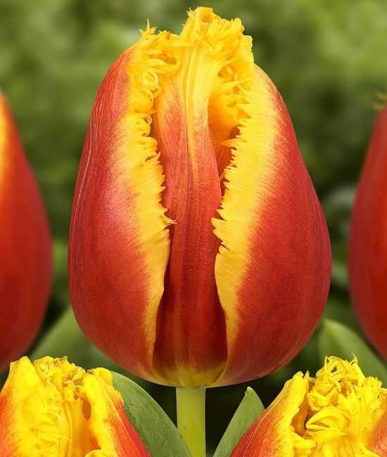 Tulipany mieszane specjalne odmiany 100 cebulek za 79 zł