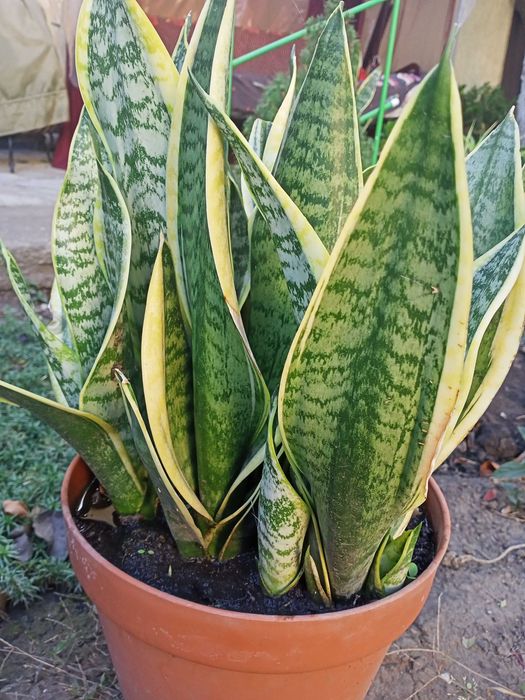 Сансевьера (сансевиерия) Лауренти / Sansevieria Laurentii