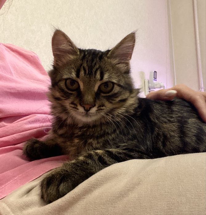 Котенок в заботливые руки