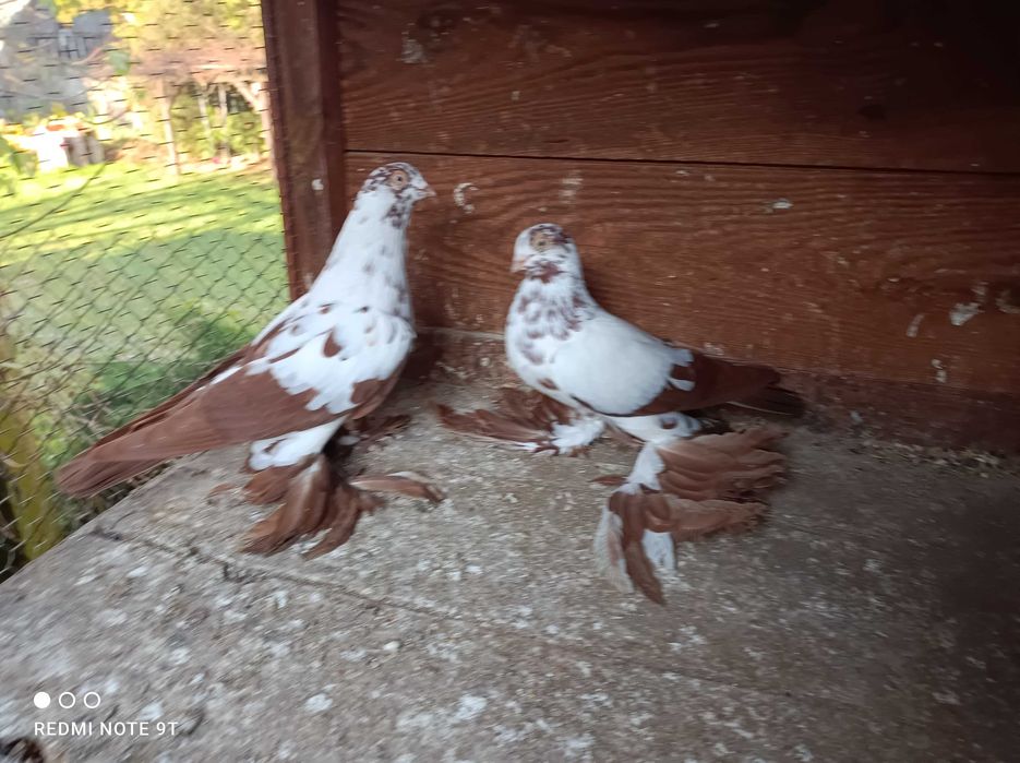 Widyn motyl polski gołębie ozdobne