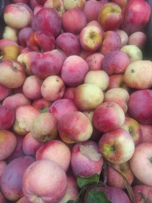 Продам домашні яблука,та груші