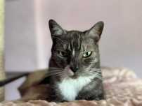 Shadek do adopcji szuka domu