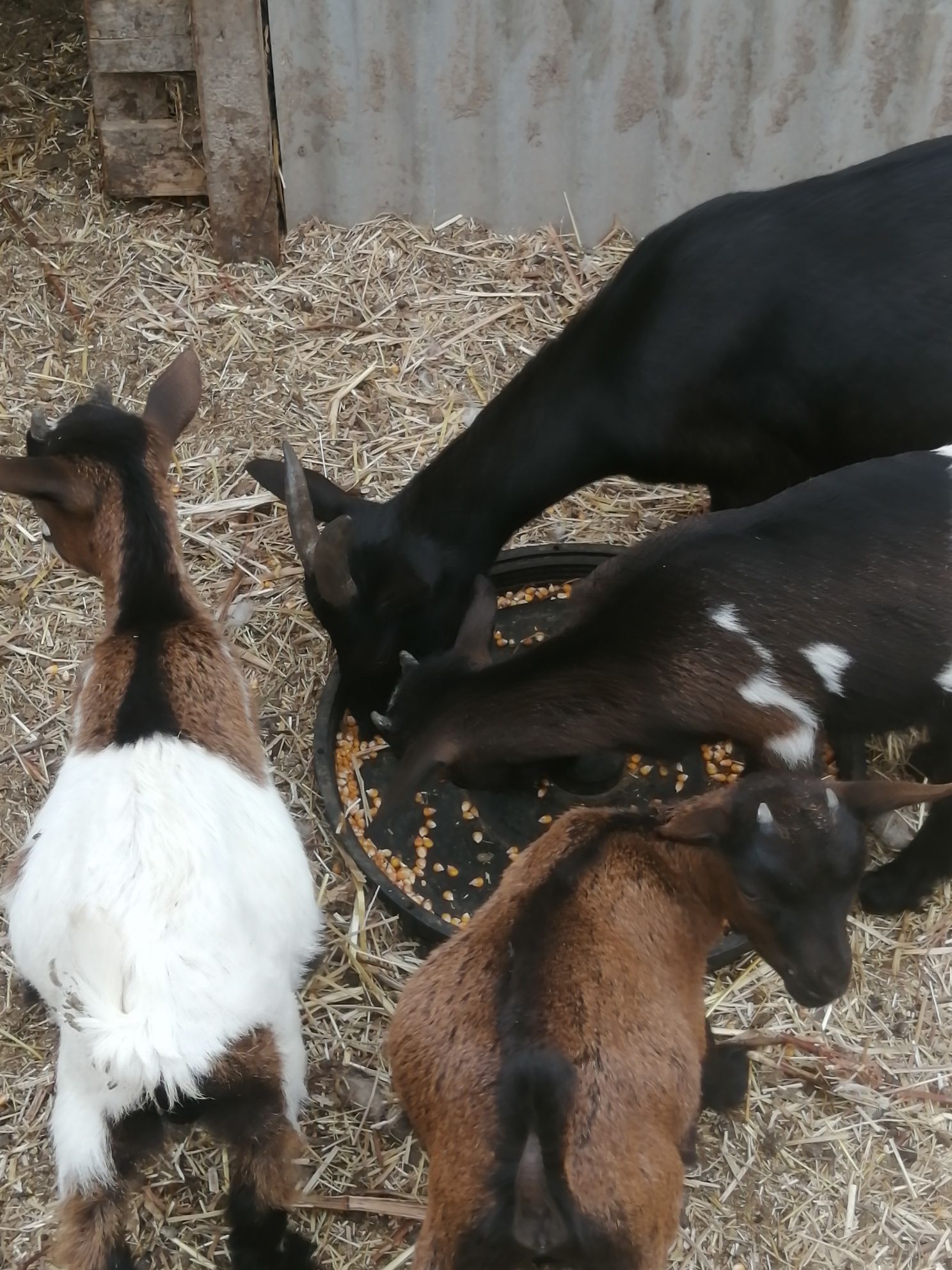 Cabras anãs machos e fêmeas