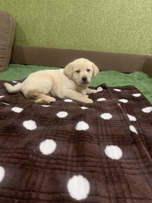 Продам цуценят Лабрадорів