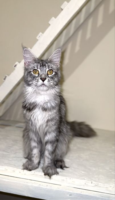 Срібна красуня мейн-кун з розплідника