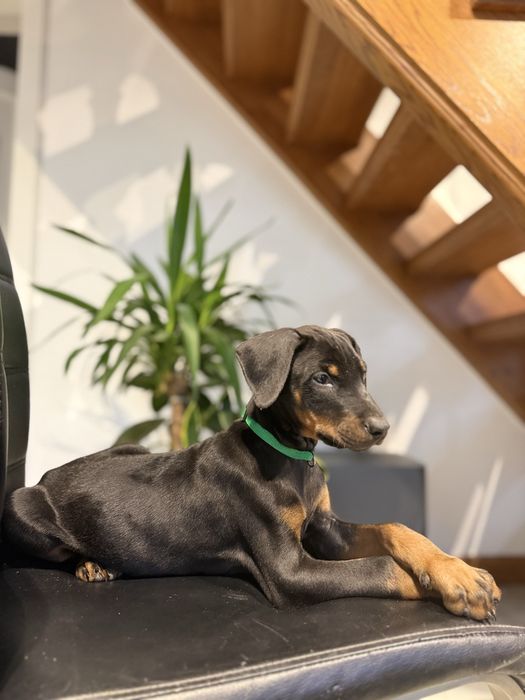 Szczeniaki Doberman