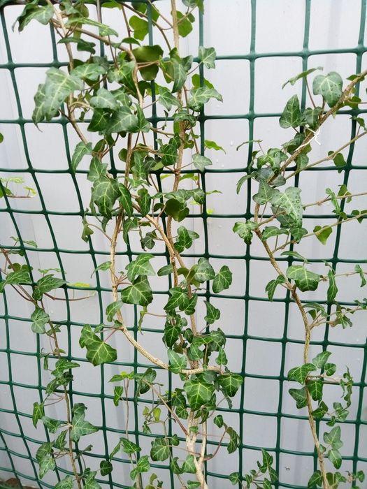 Саджанці плюща 2м