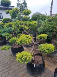 Krzewy ozdobne formowane Niwaki BONSAI Drzewa Rośliny ozdobne