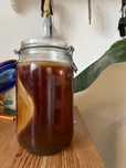 Grzybek scoby kombucha