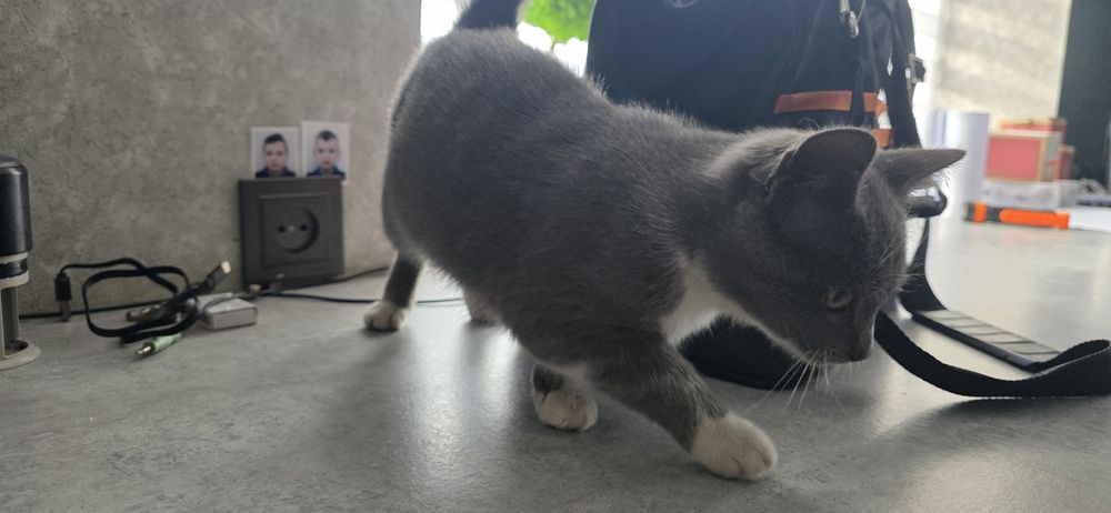 Киця, кіточка, кіт