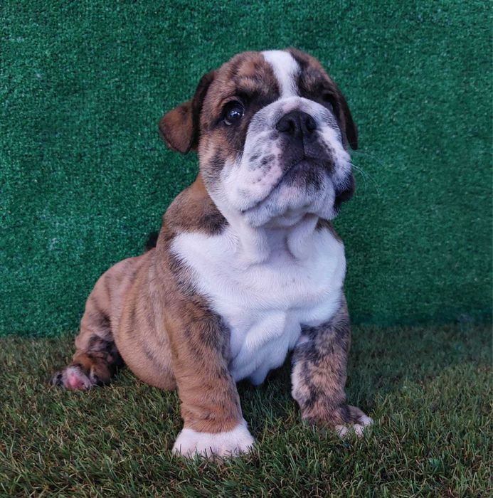 bulldog. inglês ingles