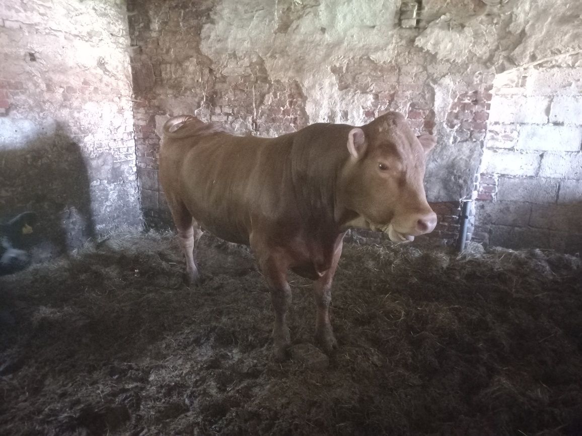 Buchaj byk angus czerwony mięsny rozplodnik bezrożny
