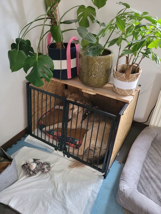 Klatka kennel transporter dla psa