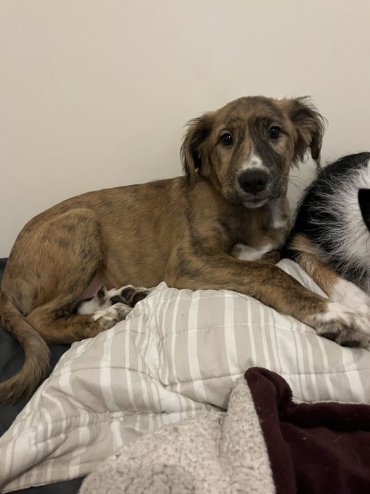 Dou  este cao  com quatro meses