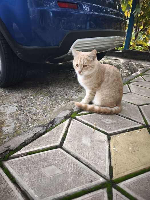 Котики дачні у хороші руки