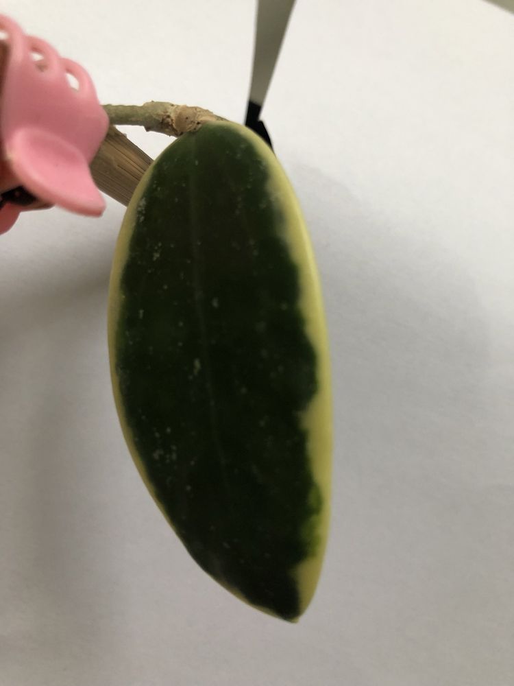 Hoja hoya albomarginata acuta