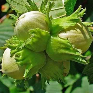 Саженцы Фундука. Лісовий горіх. Фундук Трапезунд