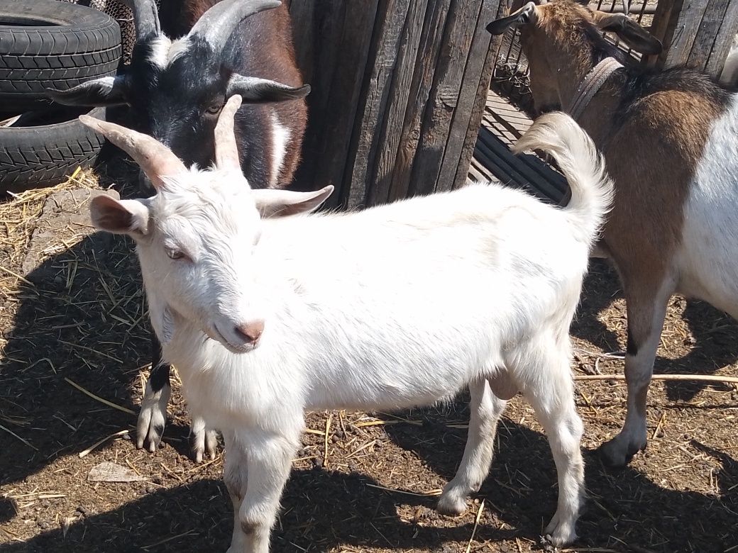 продам дойні  кози , цапів.