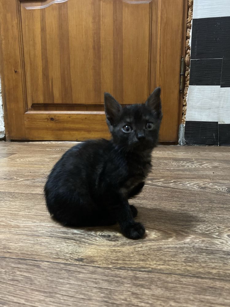 Котики безкоштовно