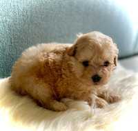 Piesek maltipoo!