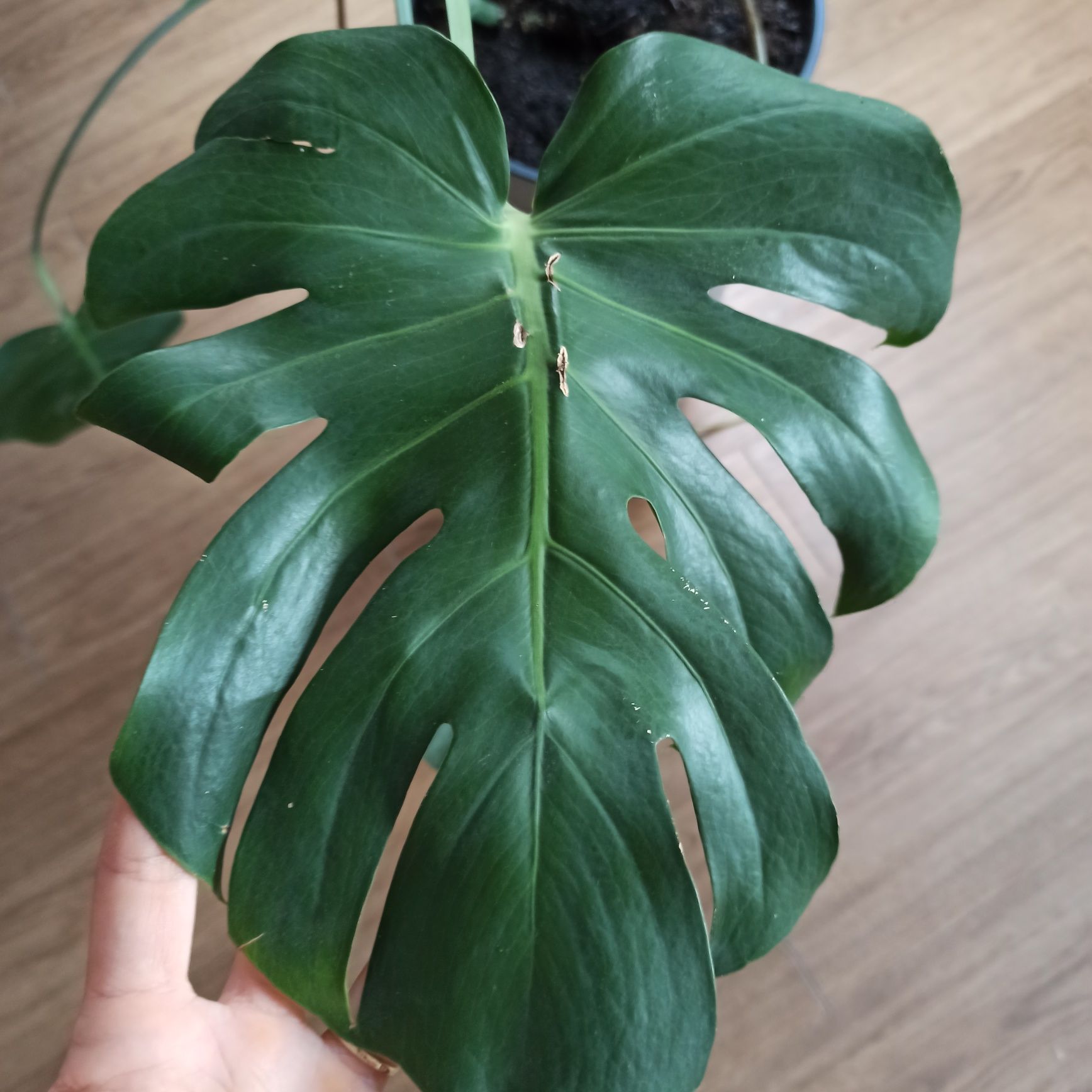 Monstera z doniczką